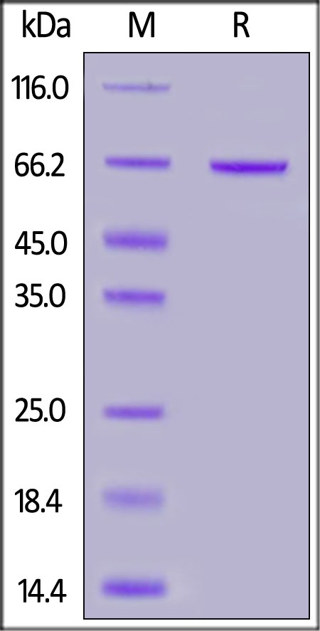 Syndecan-1 Recombinant Protein