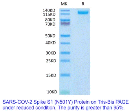 SARS-CoV-2 (COVID-19) UK variant (B.1.1.7) Spike S1 (N501Y) Recombinant Protein