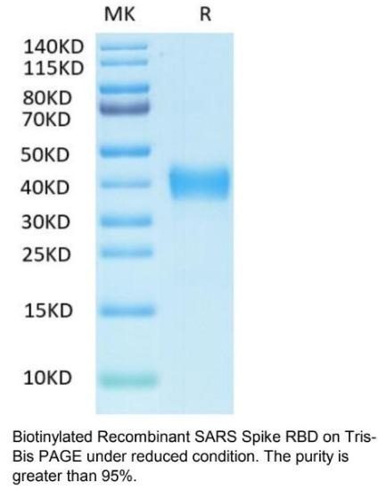 SARS Biotinylated Spike RBD Recombinant Protein