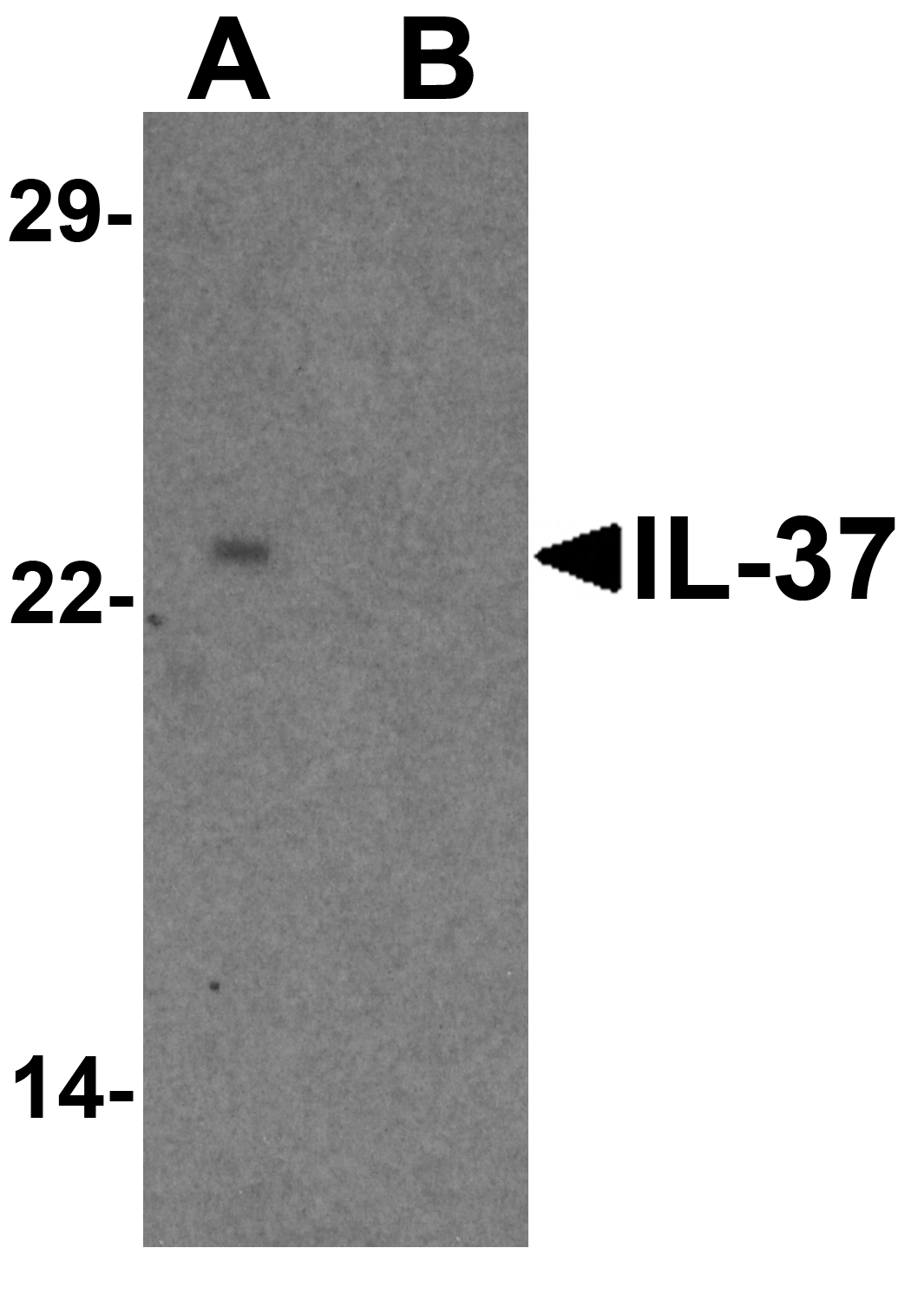 IL-37 Peptide