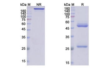 GP Antibody