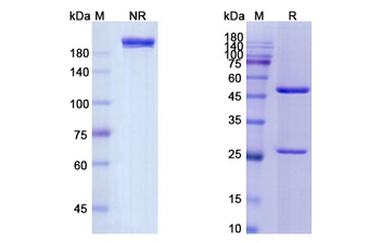 GP Antibody