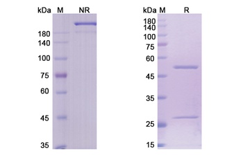 TNFRSF8 Antibody