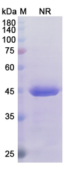 TNF Antibody