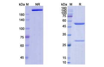 ERBB2 Antibody