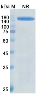 BSG Antibody