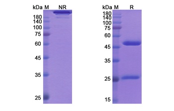 CXCL8 Antibody