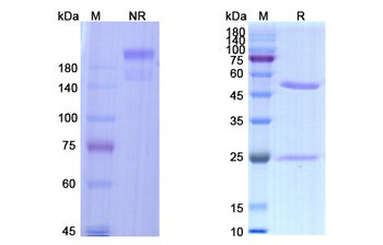 Suvratoxumab - Research Grade Biosimilar Antibody