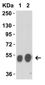 NA Antibody
