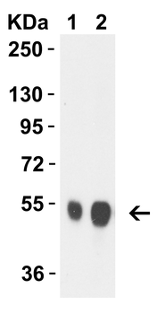 NA Antibody