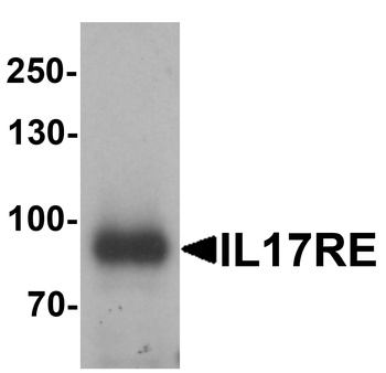 IL17RE Antibody