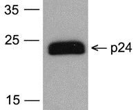 GAG Antibody (Biotin)