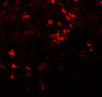 Slc39a8 Antibody