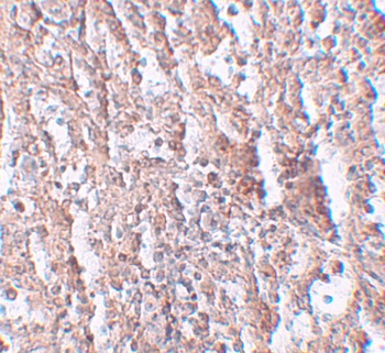SLC39A5 Antibody