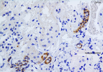 Slc39a14 Antibody