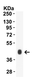 ZBP1 Antibody