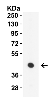 ZBP1 Antibody