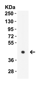 ZBP1 Antibody