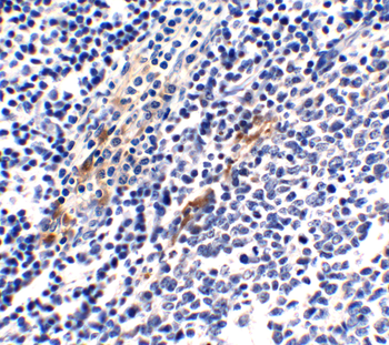 ZBP1 Antibody