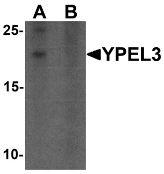 YPEL3 Antibody