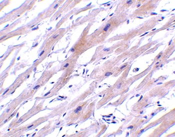 UNG Antibody