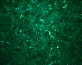 WNVgp1 Antibody
