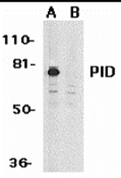 MTA2 Antibody