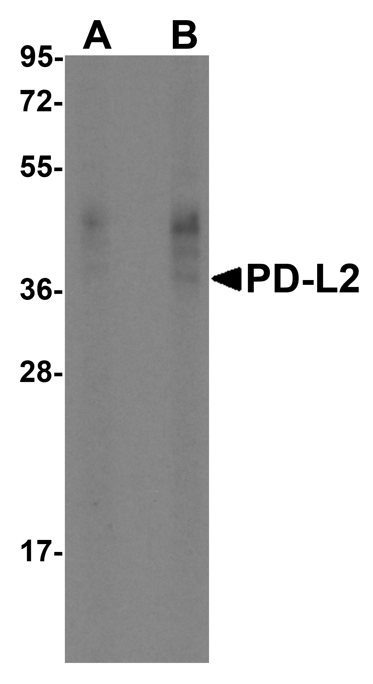 PDCD1LG2 Antibody