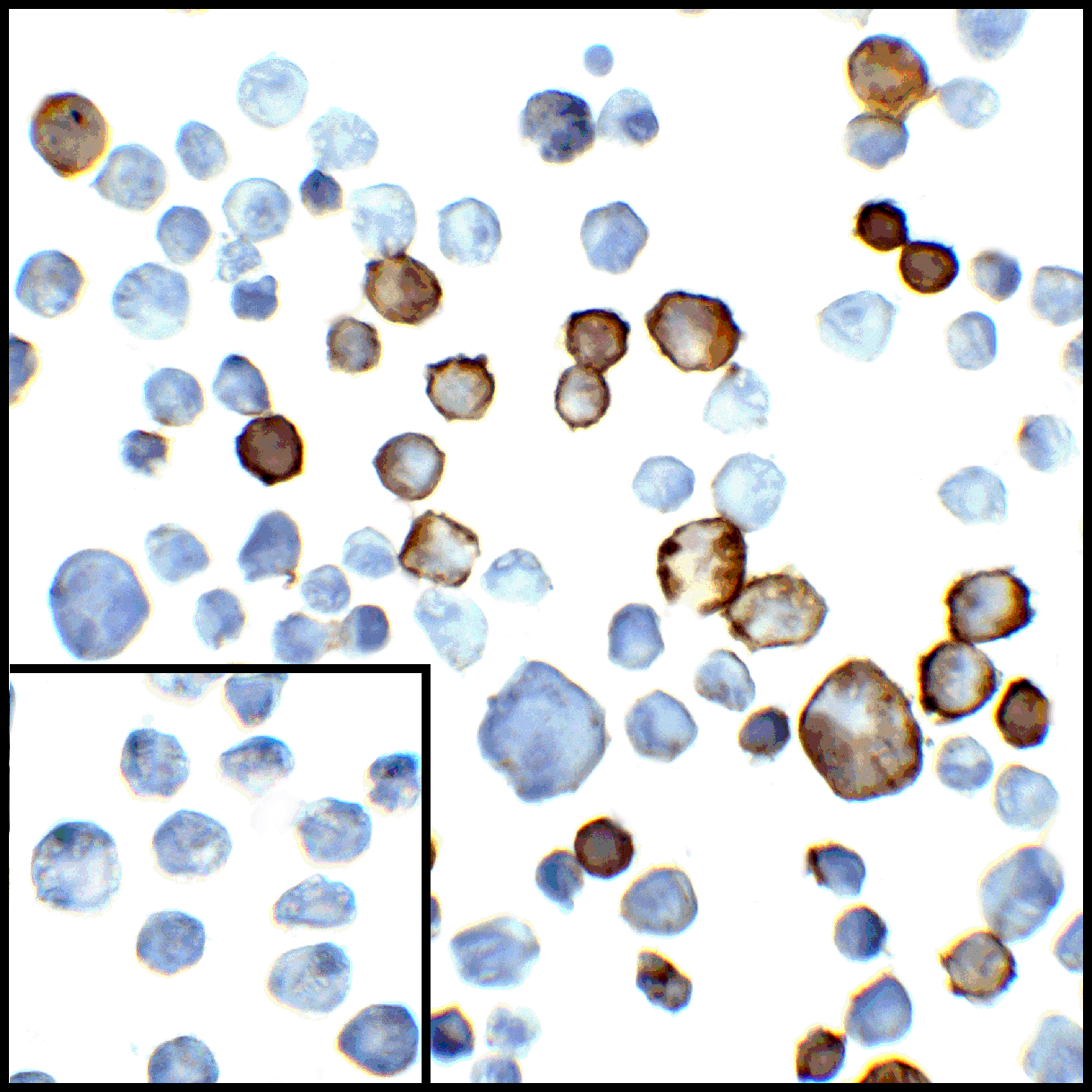 PDCD1LG2 Antibody