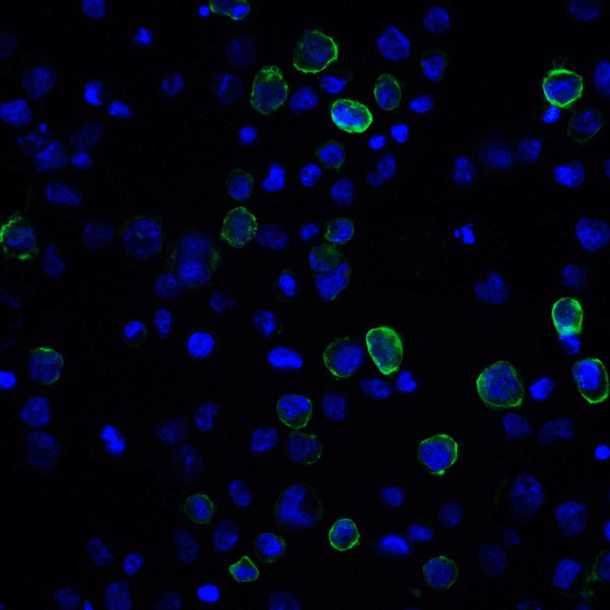 PDCD1LG2 Antibody
