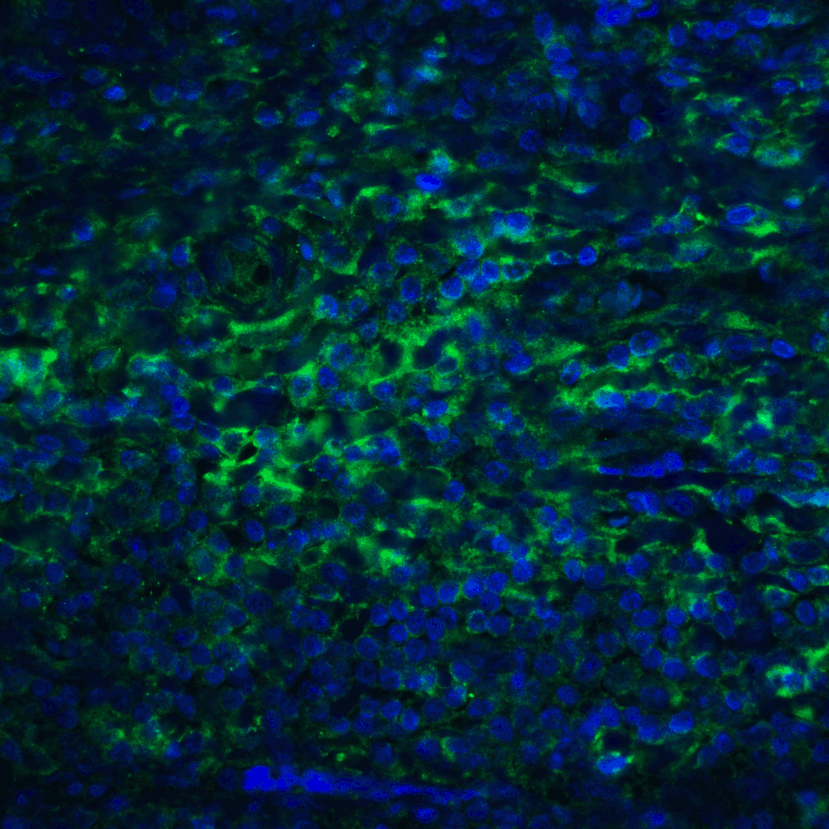 PDCD1LG2 Antibody