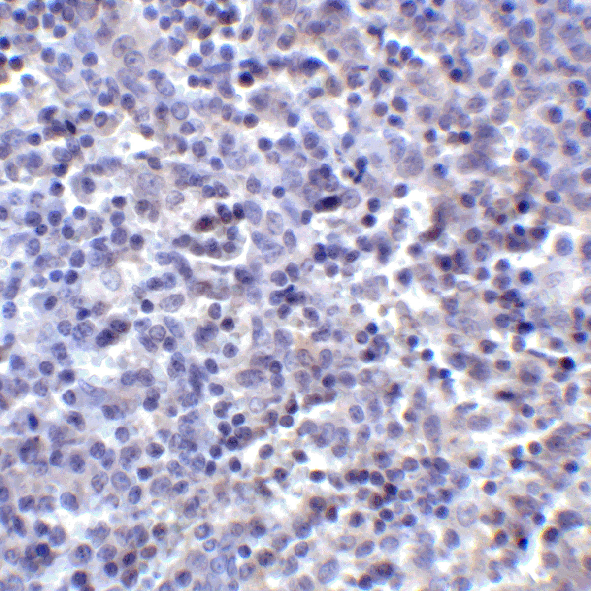 PDCD1LG2 Antibody