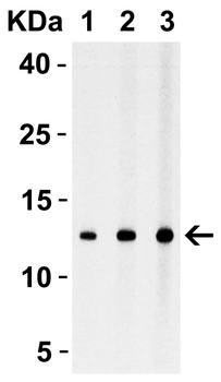 StrepII-tag Antibody