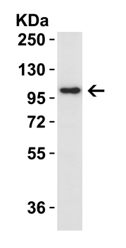 IL17RA Antibody