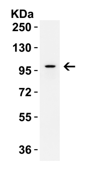 IL17RA Antibody