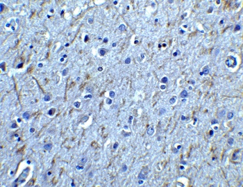 GFRA1 Antibody