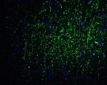 FOXA2 Antibody