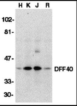 Dffb Antibody