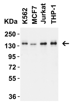 AMBRA1 Antibody