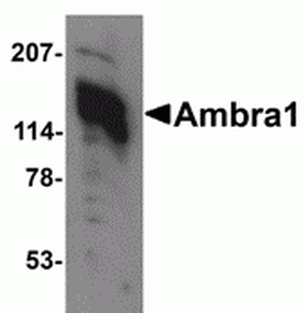 AMBRA1 Antibody