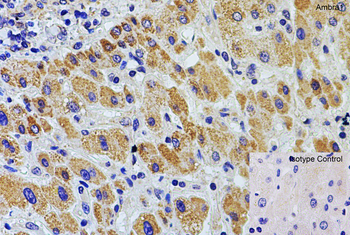 AMBRA1 Antibody
