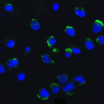 AMBRA1 Antibody