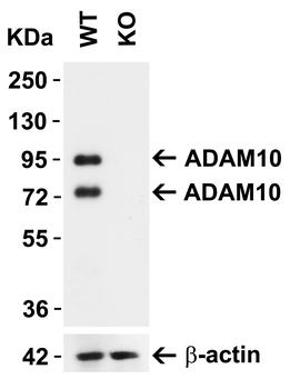 ADAM10 Antibody