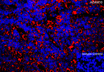 ADAM10 Antibody