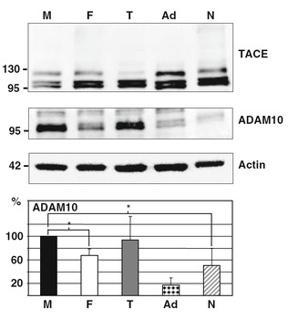 ADAM10 Antibody