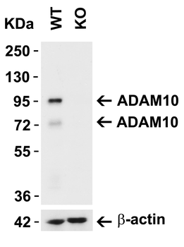ADAM10 Antibody
