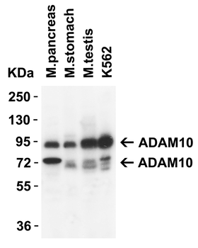 ADAM10 Antibody