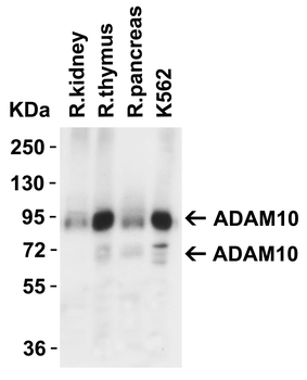 ADAM10 Antibody