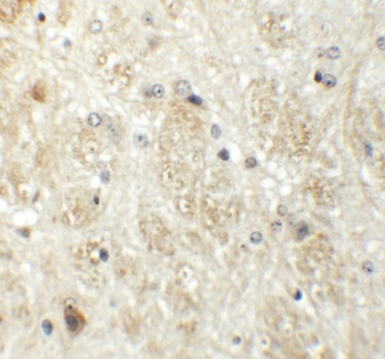 PRR5 Antibody