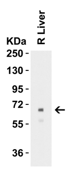 ALB Antibody